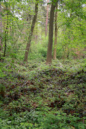 Mecklenheider Forst